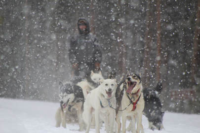 Dog Sledding in Steamboat Springs